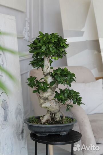 Бонсай фикус гинсенг