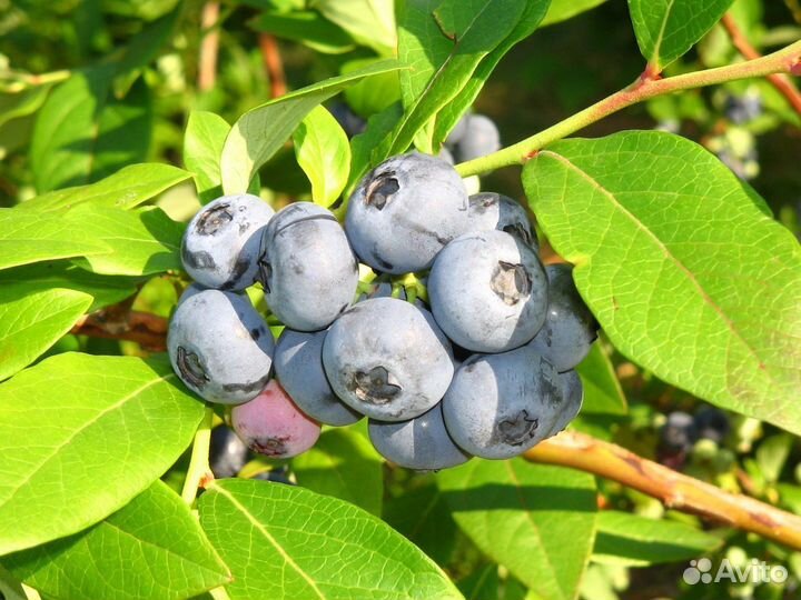 Саженцы голубики Legacy