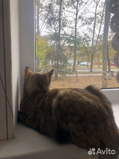 Кошечка в добрые руки