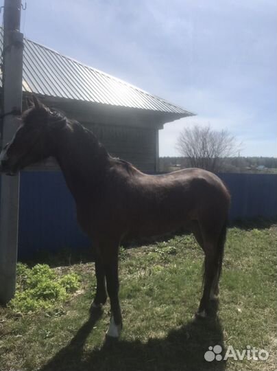 Орловская кобыла