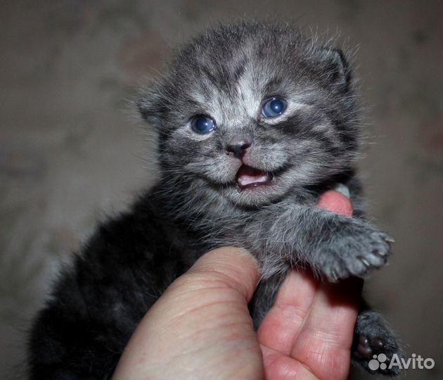 Котята шотландские