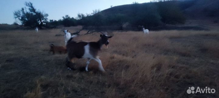 Продам козу, обмен на козла