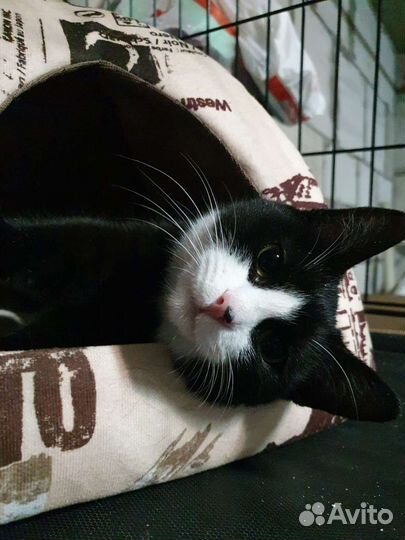 Молоденькая черно-белая кошечка