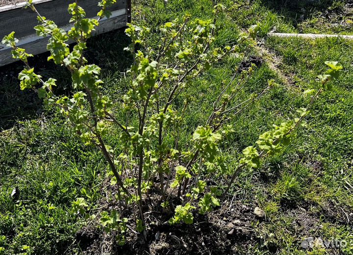 Кусты черной смородины взлослые