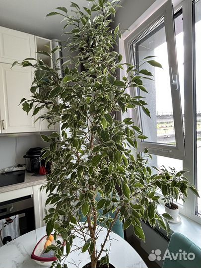 Фикус бенджамина большой 1 м