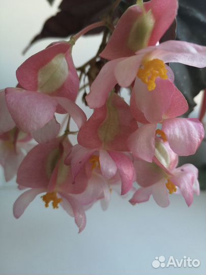 Бегония коралловая