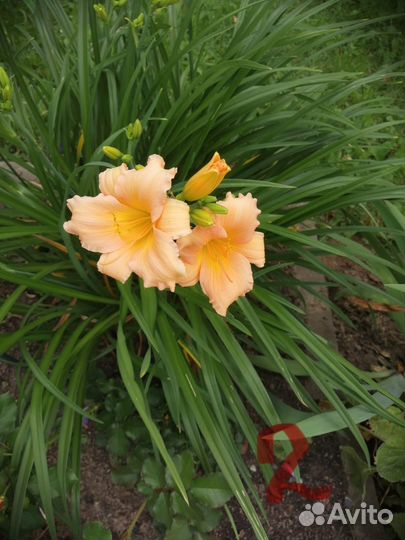 Лилейники сортовые