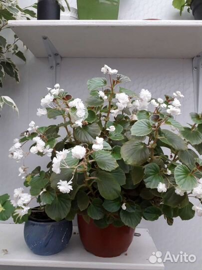 Бегония вечноцветущая махровая