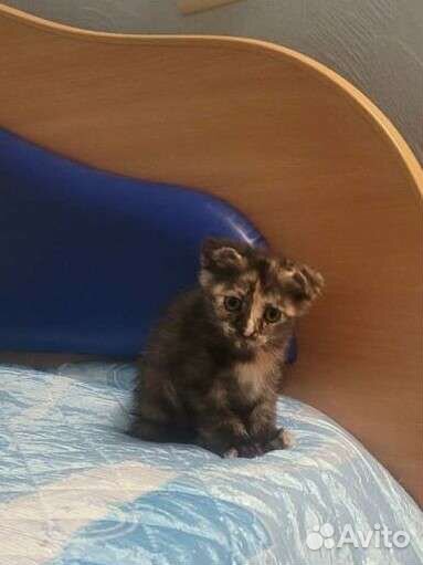 Отдам бесплатно котят