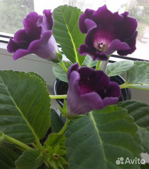 Глоксиния цветущая