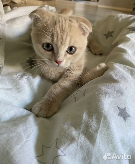 Персиковый шотландец