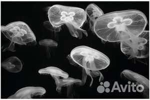 Картины Икеа 10