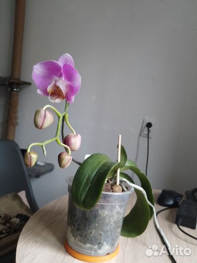 Орхидея фаленопсис