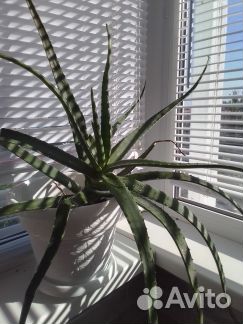 Алоэ Вера 2 года, алоэ древовидный 5 лет