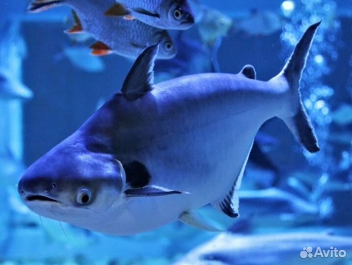 Пангасиус - Акула сом - Аквасалон Дискус