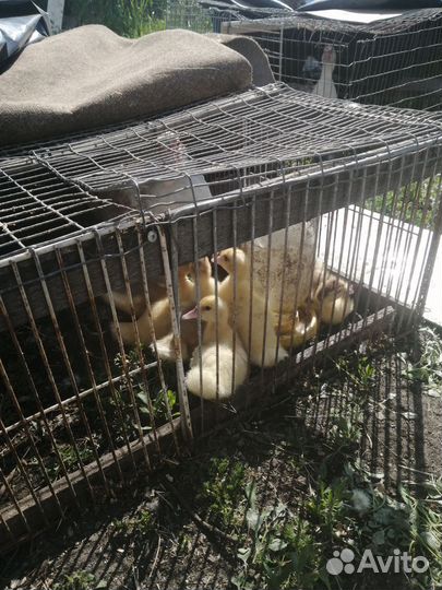 Индоутята и утка