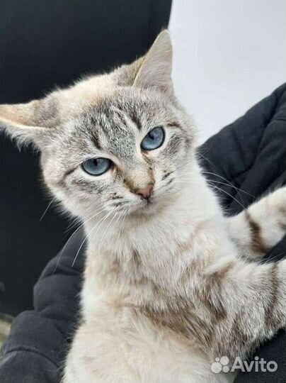 Котик, в дар, в добрые руки