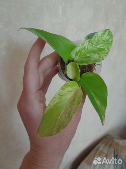 Сциндапсусы, Эпипремнумы и др. (ч.3)