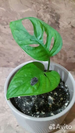 Фикус бенжамина Даниель