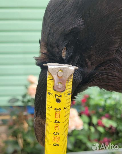 Чучело вороны