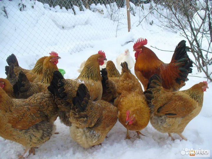 Цыплята суточные