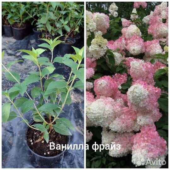 Гортензия метельчатая