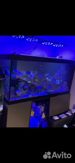 Морской аквариум