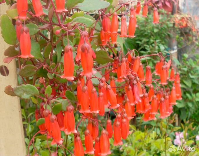 Каланхоэ ампельное, красулы 2 сорта. Кокино