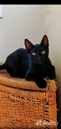 В добрые руки