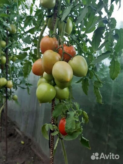 Помидоры свежие