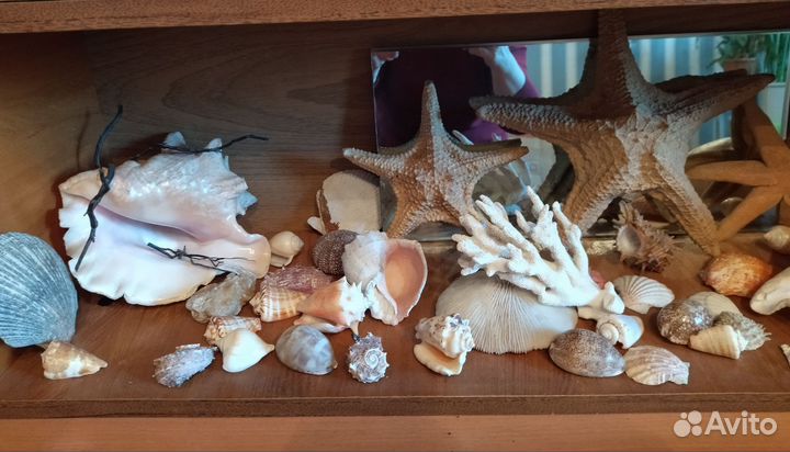 Коллекция ракушек, морских звёзд, кораллов