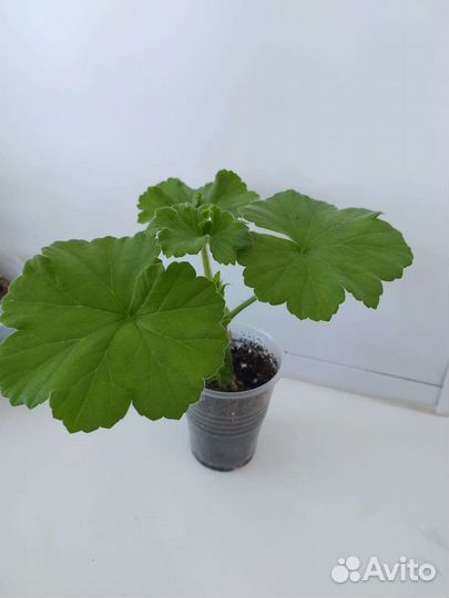 Пеларгония герань 7 сортов