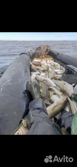 Морская рыбалка