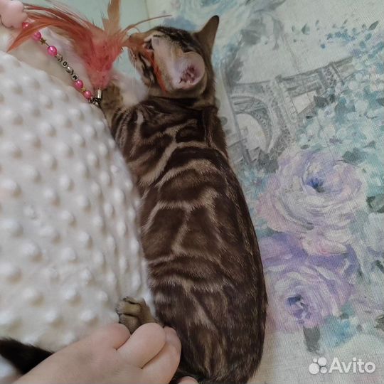 Бенгальский котенок