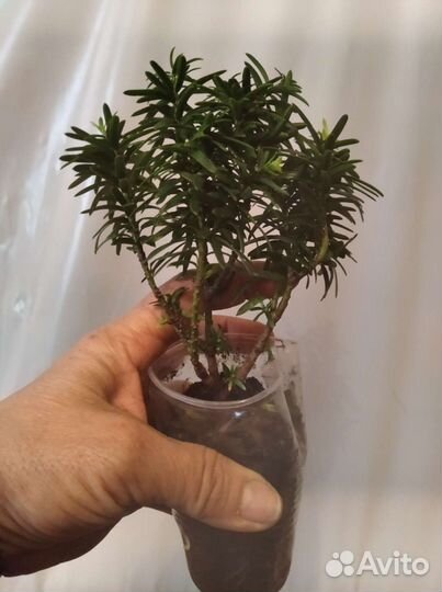 Саженцы ягодного Тиса Давида.можжевельника