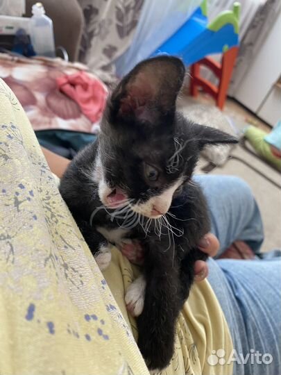Котята мальчики