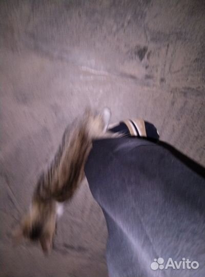 Кошка в дар