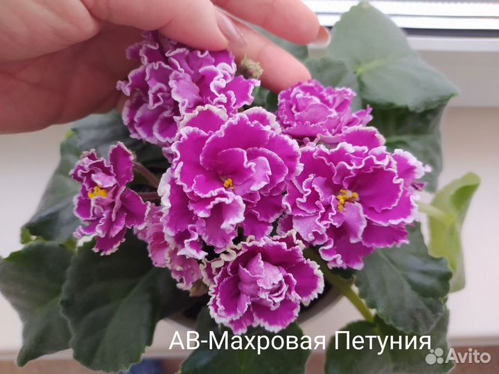 Сортовые фиалки