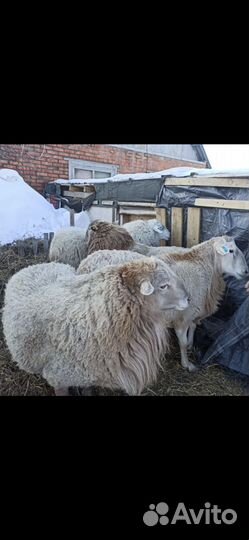 Катумские овцы бараны, ягнята Дорпер из Канады