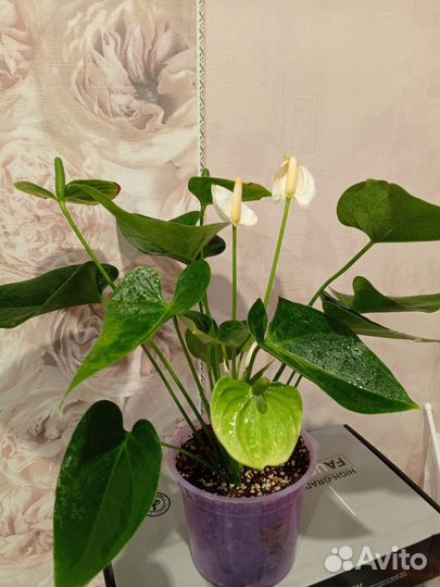 Антуриум белый