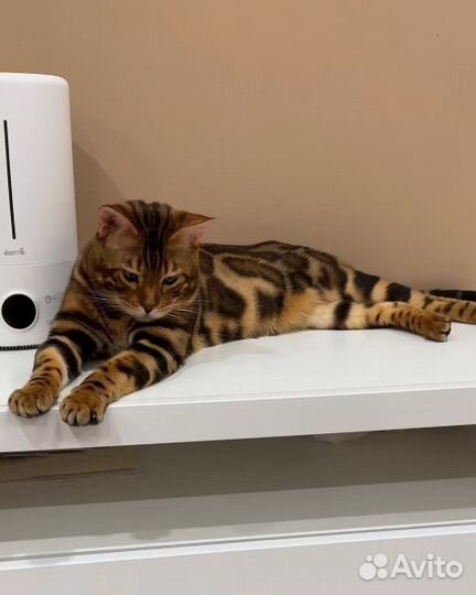 Бенгальский кот