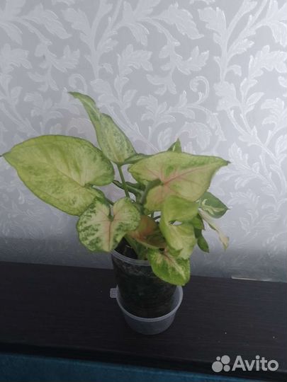 Сингониум кристмас