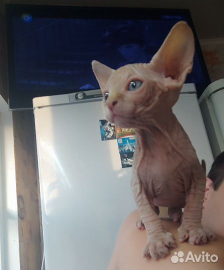 Канадский сфинкс котенок