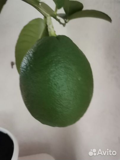 Лимон