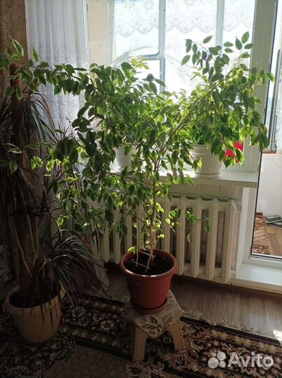 Фикус бенджамина большой