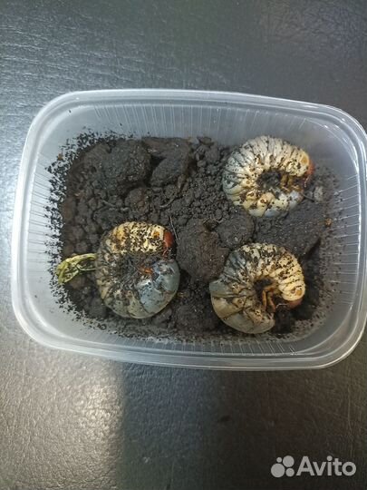 Личинки жука