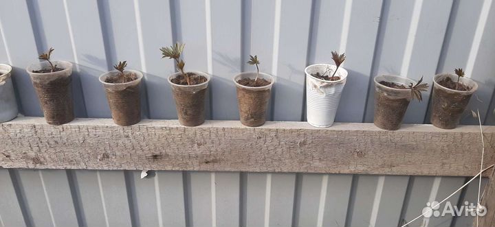 Пион марьин корень