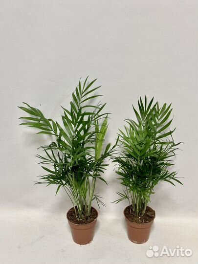 Пальма Хамедорея 9/50, 9/40