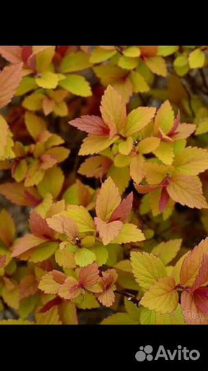 Диабло Д’ор и Дартс Голд (пузыреплодники)