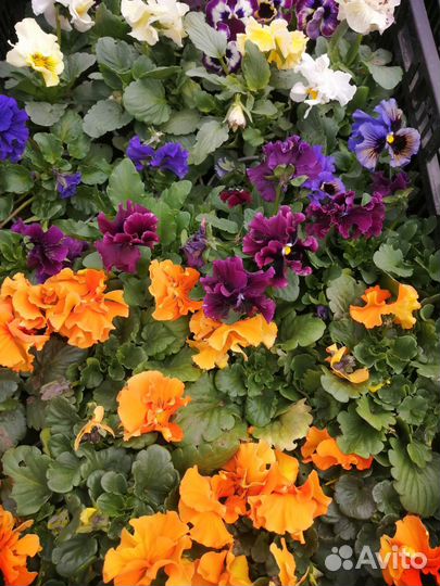 Растения цветы для сада